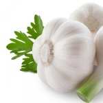 Garlic high quality wallpapers