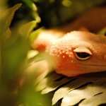 Gecko free wallpapers