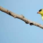 Goldfinch new wallpapers