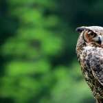 Great Horned Owl high definition wallpapers