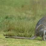 Kangaroo hd pics