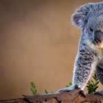 Koala free