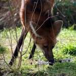 Maned Wolf new wallpapers
