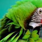Military Macaw wallpaper