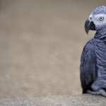 Parrots free wallpapers