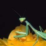 Praying Mantis photos