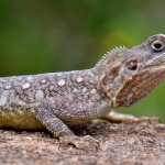 Reptiles high definition wallpapers
