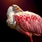 Roseate Spoonbill new wallpapers