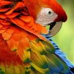 Scarlet Macaw desktop