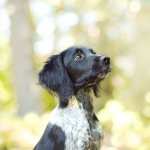 Spaniel high quality wallpapers