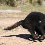 Tasmanian Devil full hd