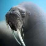 Walrus high definition photo