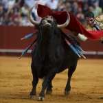 Bullfighting high definition wallpapers