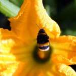 Bumblebee image
