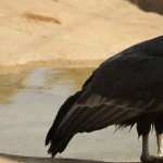 Condor images