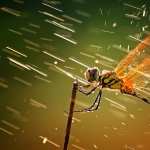 Dragonfly wallpapers hd