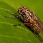 Fly Animals free wallpapers