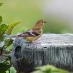 Goldfinch images