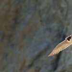 Peregrine Falcon pic
