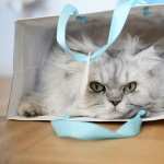 Persian Cat high definition photo