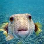 Pufferfish pics