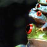 Red Eyed Tree Frog wallpapers for iphone