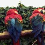 Scarlet Macaw hd