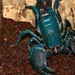 Scorpion pics