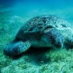 Sea Turtle PC wallpapers