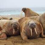 Walrus new photos