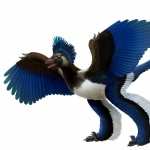 Archaeopteryx widescreen