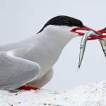 Arctic Tern free download