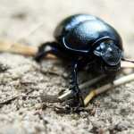 Beetle new photos