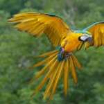 Blue-and-yellow Macaw wallpapers for android