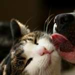 Cat and Dog PC wallpapers