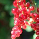 Currant free