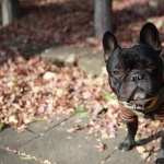French Bulldog wallpapers for android