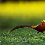 Golden Pheasant high quality wallpapers