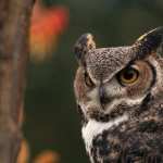 Great Horned Owl new wallpapers