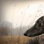 Greyhound photo