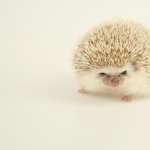 Hedgehog new wallpapers