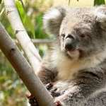 Koala hd desktop
