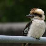 Kookaburra wallpapers for android