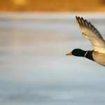 Mallard wallpapers for iphone