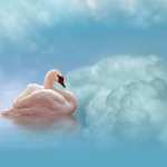 Mute Swan new wallpapers