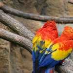Scarlet Macaw free