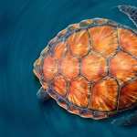 Sea Turtle free wallpapers