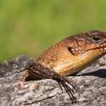 Skink wallpapers for android