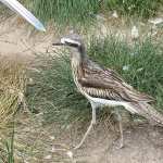 Waders images
