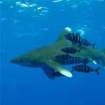 White Tipped Reef Shark PC wallpapers
